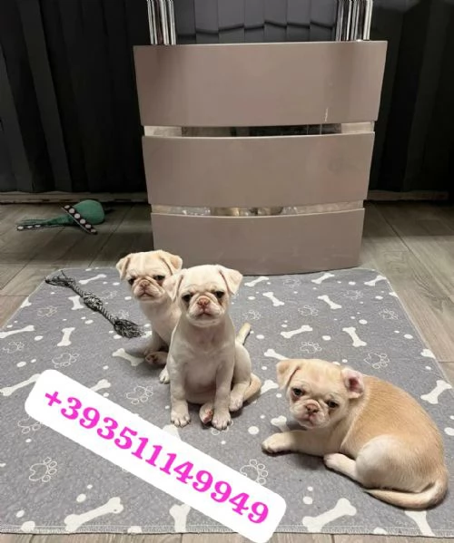 Regalo Cuccioli di Carlino maschi e femmine | Foto 1