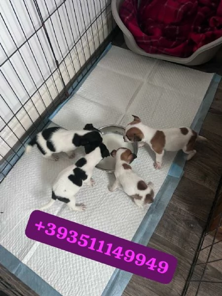 Regalo Cuccioli di Jack Russel maschi e femmine | Foto 0