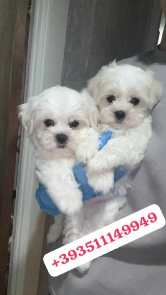 Regalo Cuccioli di Maltese maschi e femmine