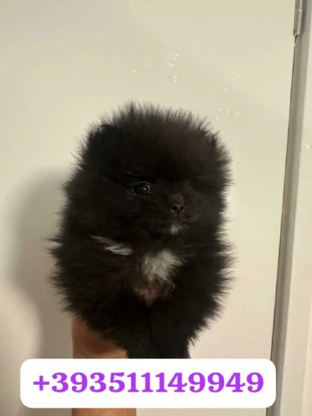 Regalo Cuccioli di Volpino Pomerania maschi e femmine | Foto 2