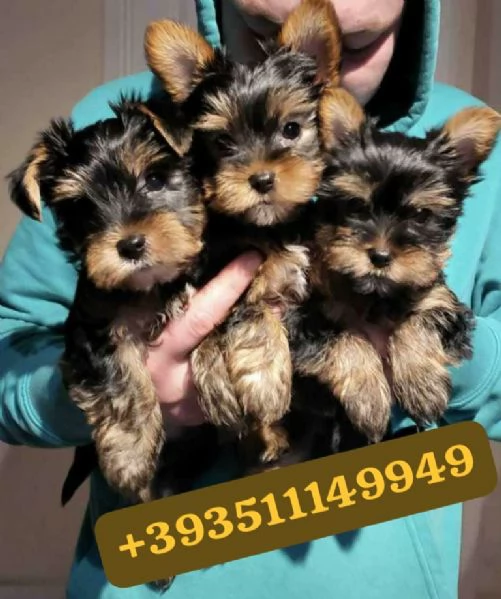 Regalo Cuccioli di Yorkshire maschi e femmine | Foto 1