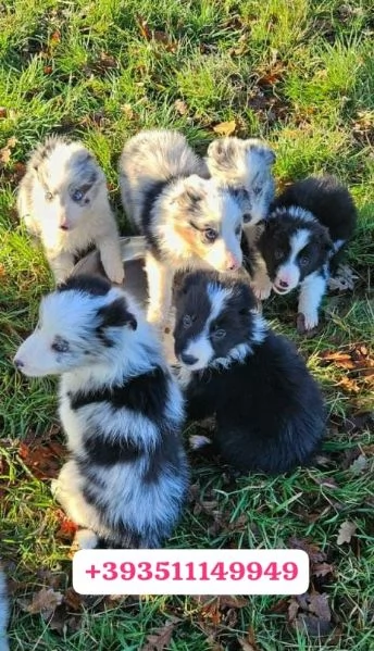 Regalo Cuccioli di Border Collie maschi e femmine | Foto 0