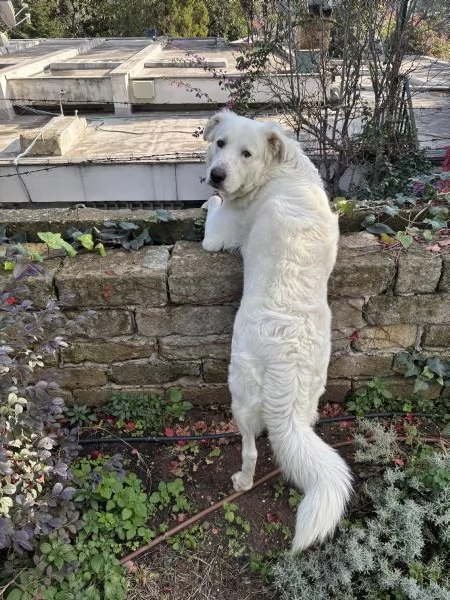 Pastore maremmano maschio tre anni | Foto 1