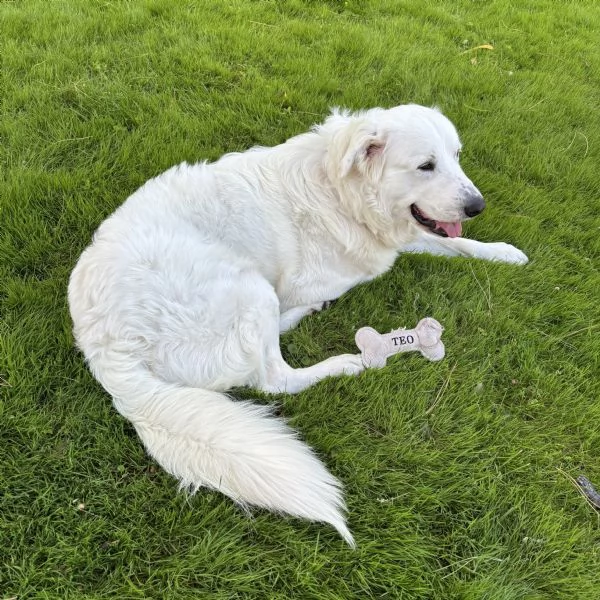 Pastore maremmano maschio tre anni