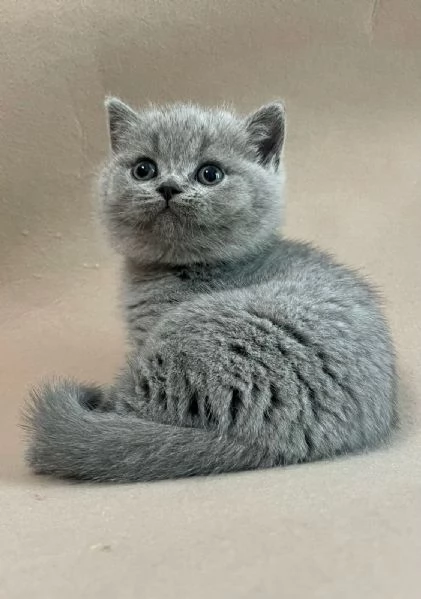 Gattini British Shorthair