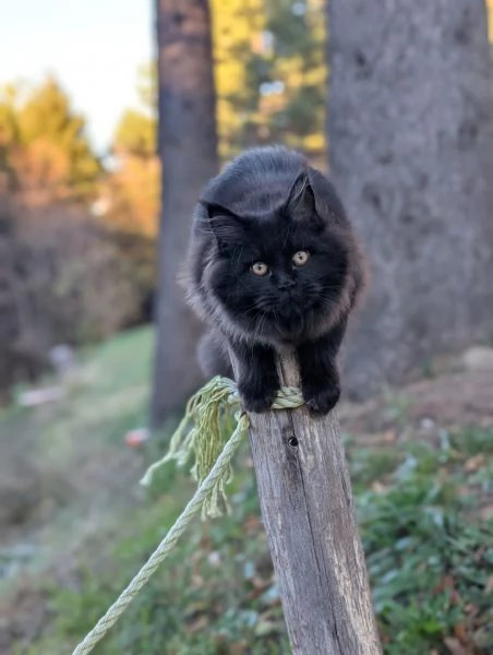 Maine Coon femmina nera | Foto 2