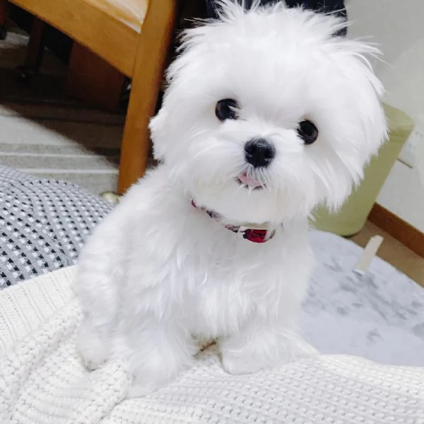Adorabili cuccioli di maltese