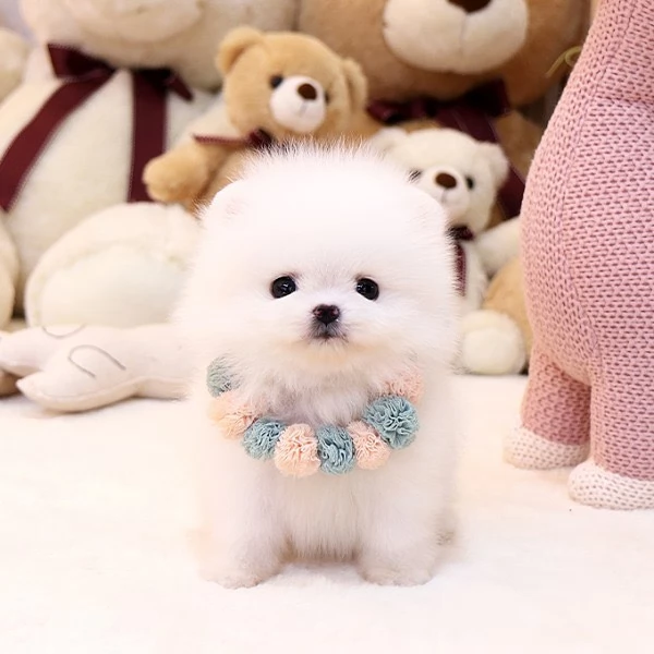Bellissimi cuccioli di Pomerania mini maschio e femmina in cerca di adozione | Foto 3