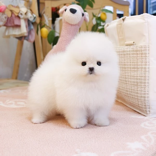 Bellissimi cuccioli di Pomerania mini maschio e femmina in cerca di adozione | Foto 2