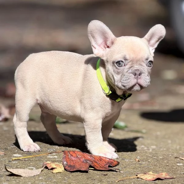 Bulldog Francese Cuccioli di 3 Mesi da Amare