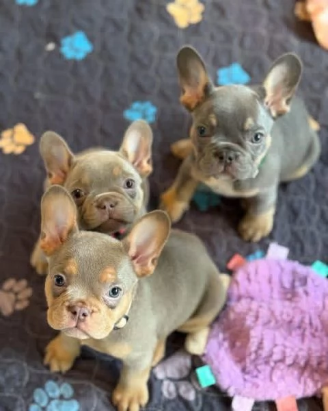Bulldog Francese Cuccioli Amore Gioia e Compagnia | Foto 0
