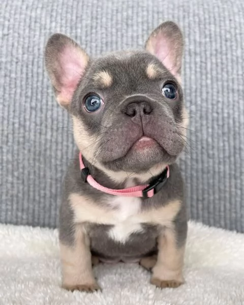 Bulldog Francese Cuccioli Amore Gioia e Compagnia  | Foto 0