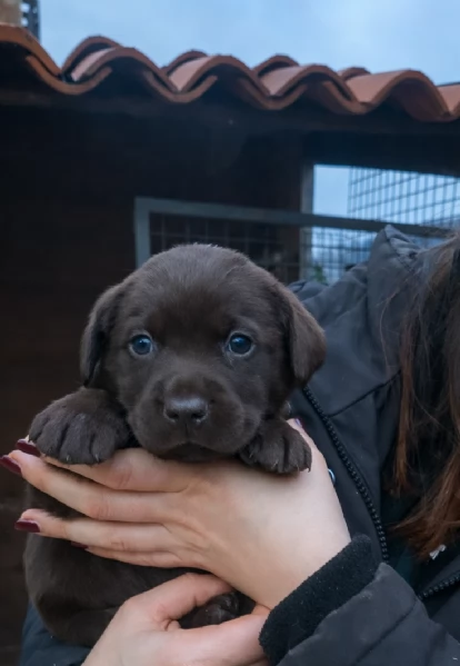 cuccioli di labrador retriever cioccolato 
