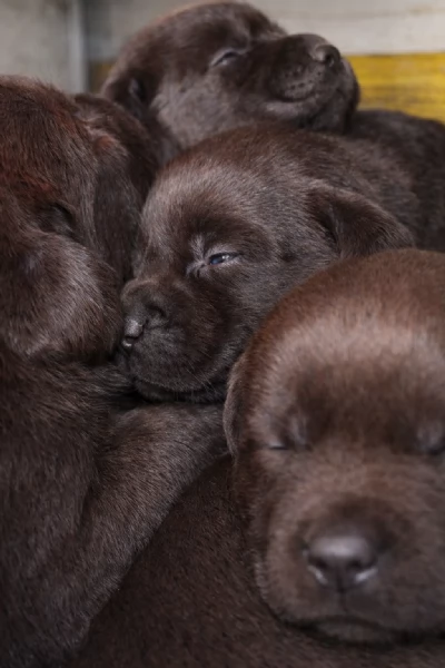 cuccioli di labrador retriever cioccolato 