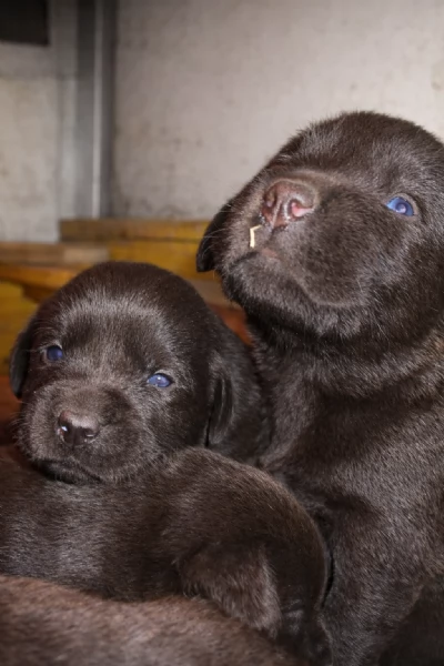 cuccioli di labrador retriever cioccolato  | Foto 1