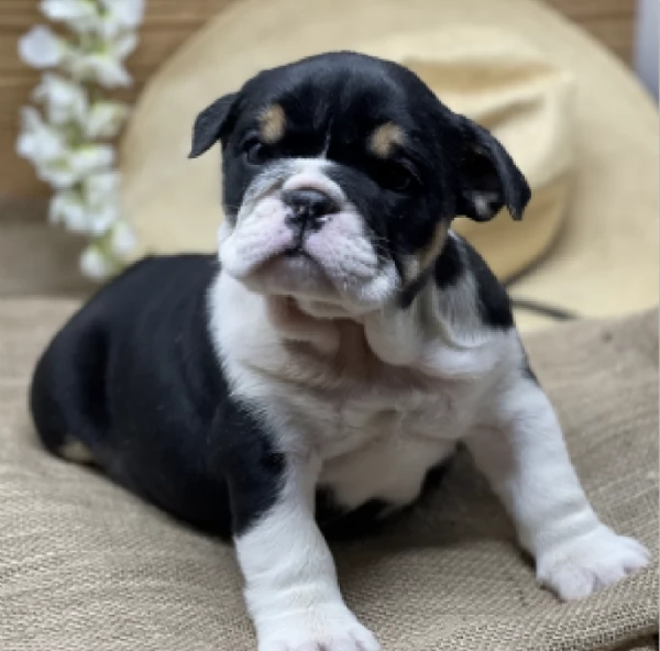 REGALO   BULLDOG INGLESE | Foto 0