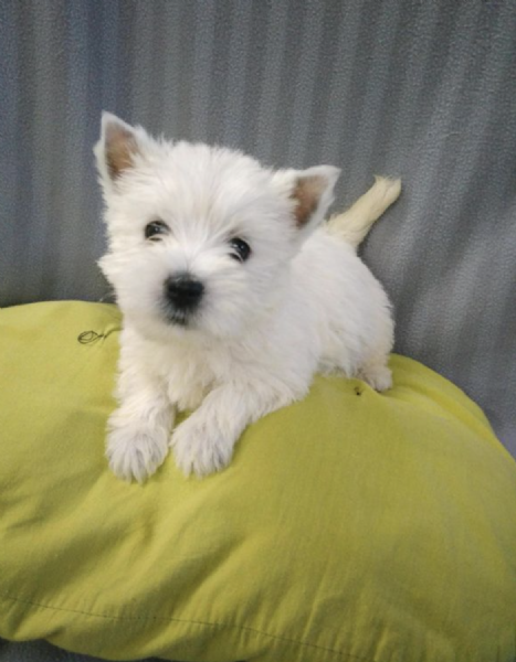 REGALO  WEST HIGHLAND 