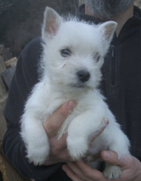 REGALO  WEST HIGHLAND  | Foto 0