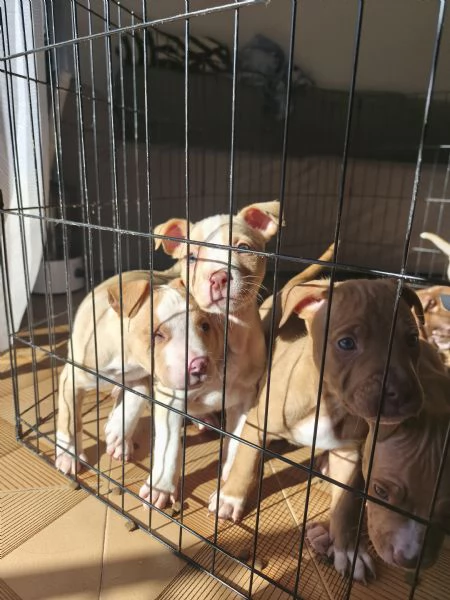 Cuccioli Pitt bull ADBA 