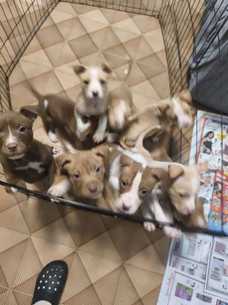 Cuccioli Pitt bull ADBA  | Foto 2