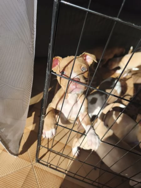 Cuccioli Pitt bull ADBA  | Foto 1