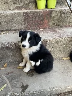 cucciolo di Border Collie disponibile | Foto 0