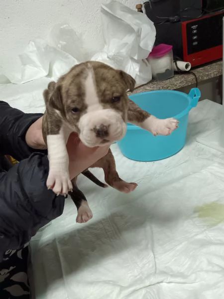 Vendo cuccioli di amstaff 