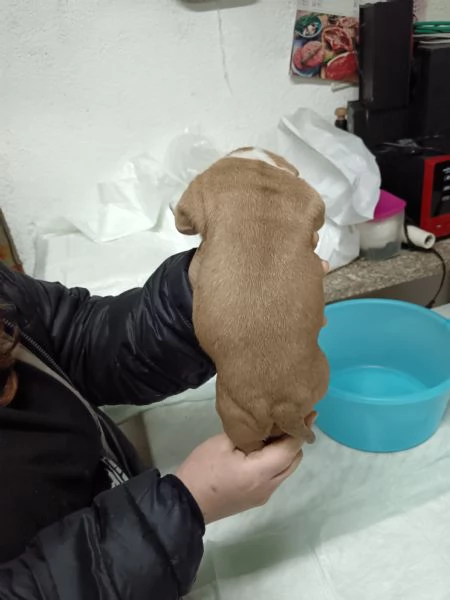 Vendo cuccioli di amstaff  | Foto 3