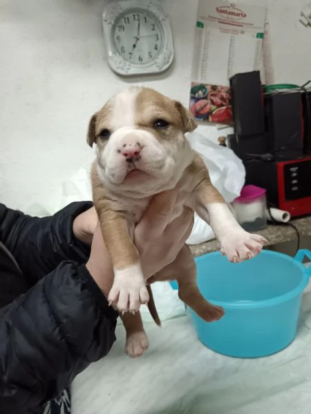 Vendo cuccioli di amstaff  | Foto 2