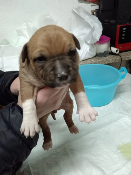 Vendo cuccioli di amstaff  | Foto 0