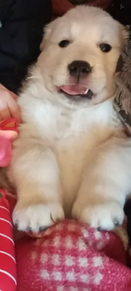 Golden Retriever  | Foto 1