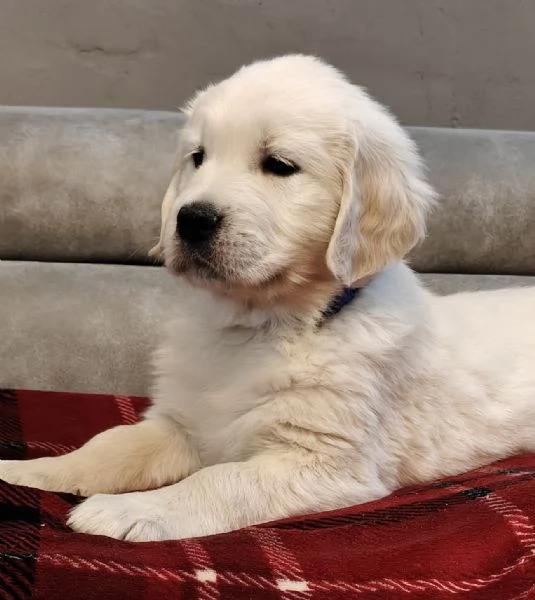Golden Retriever  | Foto 0
