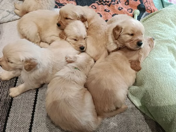 Cuccioli di Golden Retriever  | Foto 2