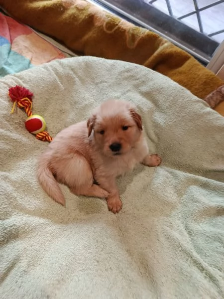 Cuccioli di Golden Retriever  | Foto 0