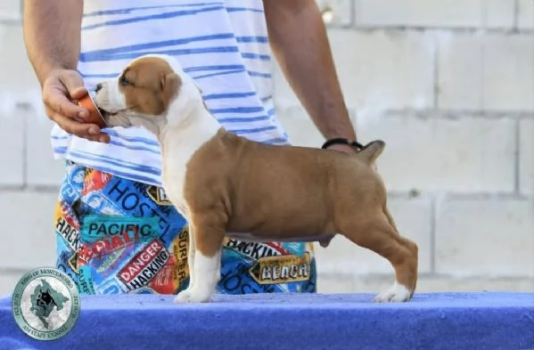 American Staffordshire Terrier  bellissimi cuccioli | Foto 4