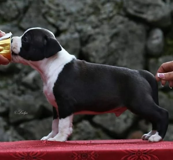 American Staffordshire Terrier  bellissimi cuccioli | Foto 3