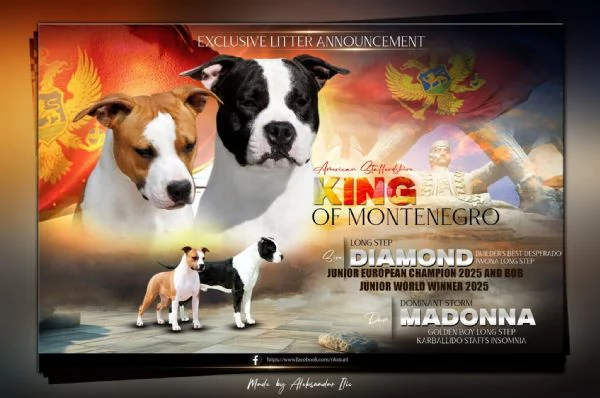 American Staffordshire Terrier  bellissimi cuccioli