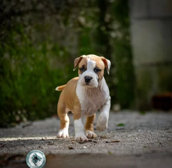 American Staffordshire Terrier  bellissimi cuccioli | Foto 1