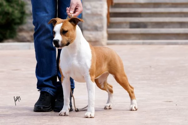 American Staffordshire Terrier  bellissimi cuccioli | Foto 0