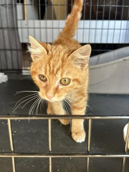 Strillo cerca casa Solo adozioni responsabili