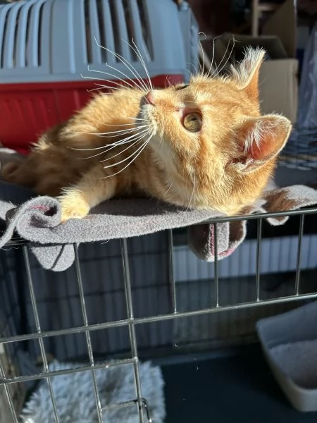 Strillo cerca casa Solo adozioni responsabili | Foto 3