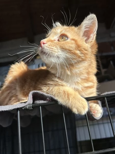 Strillo cerca casa Solo adozioni responsabili | Foto 2