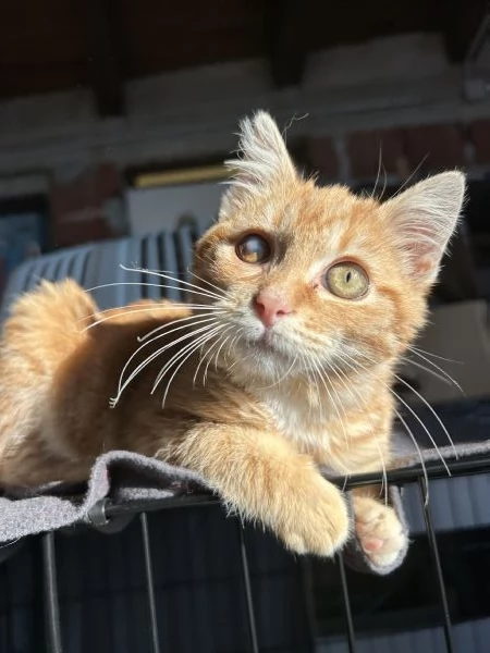 Strillo cerca casa Solo adozioni responsabili | Foto 1