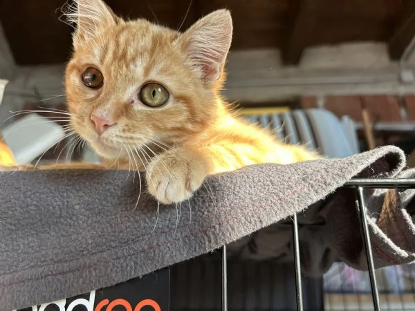 Strillo cerca casa Solo adozioni responsabili | Foto 0