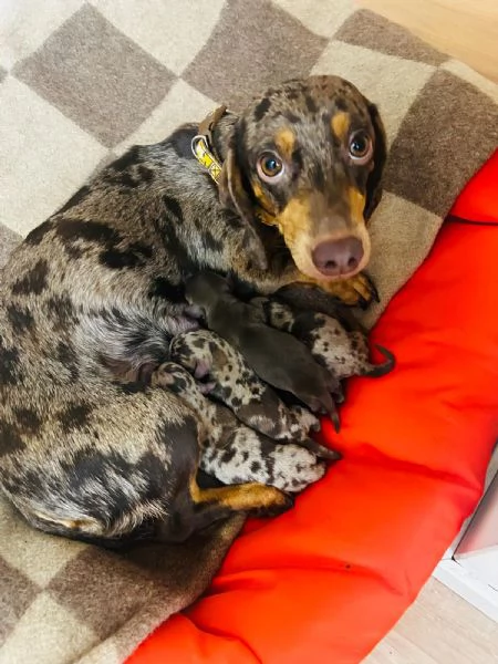 cuccioli Bassotto | Foto 0