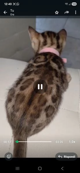 Gattini bengala | Foto 3