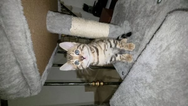 Gattini bengala | Foto 2