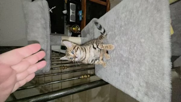 Gattini bengala | Foto 1