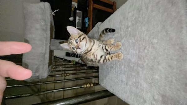 Gattini bengala | Foto 0