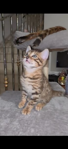 Gattini bengala  cell hidden